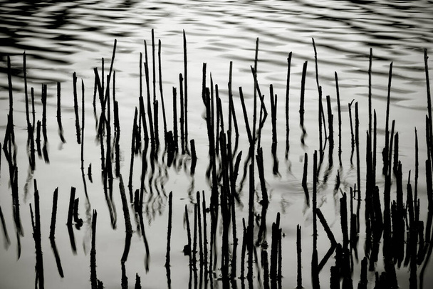 水面に反射した湖岸の乾燥した茎.  - 写真・画像
