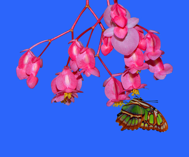 Perleťově malachitový motýl latinský název Siproeta stelenes na úhlových křídlech květy latinský název begonia coccinea hart  - Fotografie, Obrázek