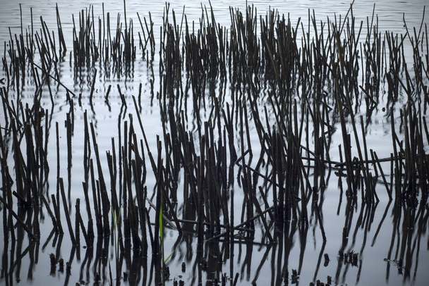 Száraz szárak a tó partján tükröződik a víz felszínén.  - Fotó, kép