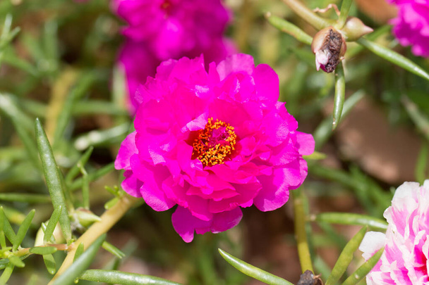 Portulaca flower in the garden. - Фото, изображение