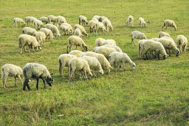 schapen - Foto, afbeelding