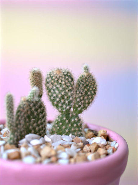 Gros plan cactus oreilles de lapin, Opuntioideae plantes en pot avec fond de couleur pourpre, macro image, mise au point douce, couleur seet pour la conception de la carte - Photo, image