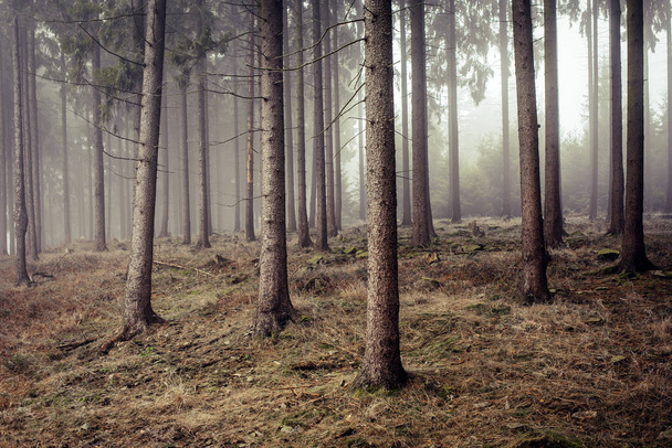 A cold frozen woodland enveloped in fog - Foto, Imagen