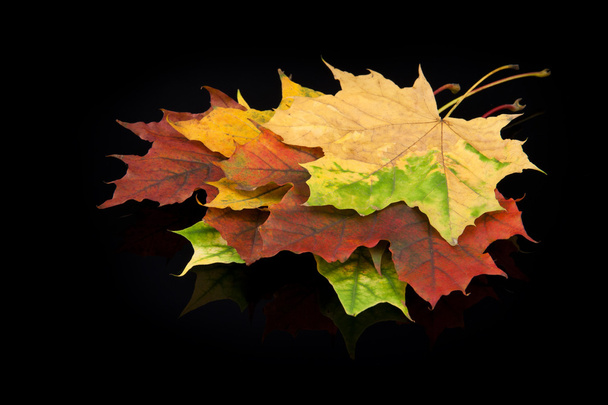 na podzim listy na černém pozadí - Fotografie, Obrázek