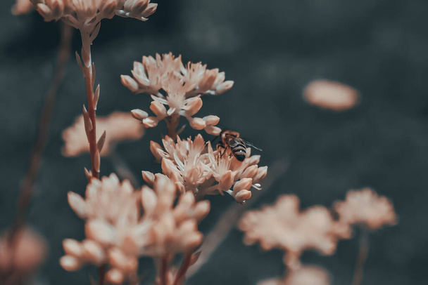 A macro shot of a bee sitting on a flower - Foto, imagen
