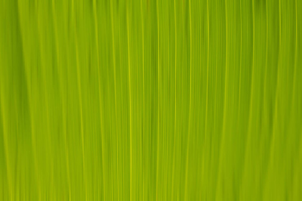 Close up of Voda kapky na zeleném listu s přírodou v období dešťů. - Fotografie, Obrázek