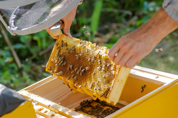 Mehiläishoitaja työskentelee mehiläisten ja mehiläispesien kanssa mehiläistarhassa. Mehiläisiä hunajakennossa. Mehiläispesän kehykset. Mehiläishoito Kulta.. - Valokuva, kuva