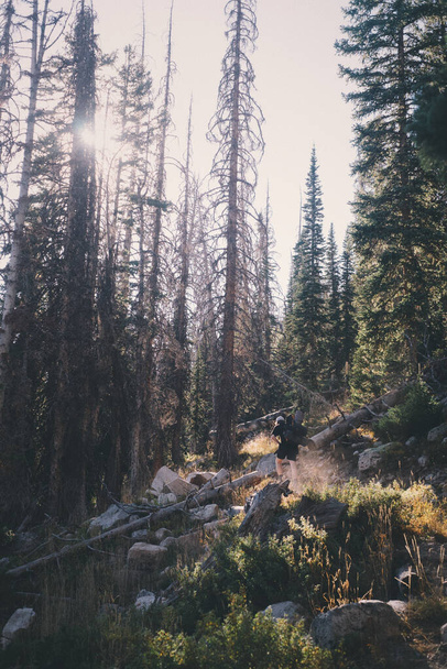 Vertikální záběr lesa ve dne - ideální pro pozadí - Fotografie, Obrázek