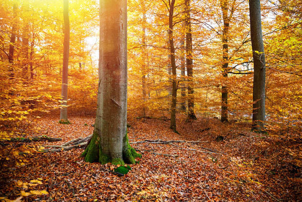 A breathtaking view of early morning sunrise in the woods with beautiful autumn colors - Foto, Bild