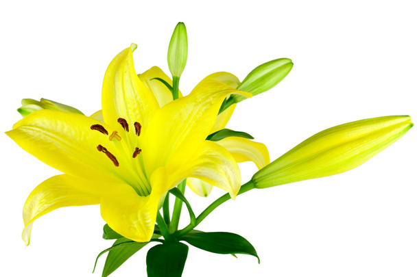 żółte Lilie na białym tle - Zdjęcie, obraz