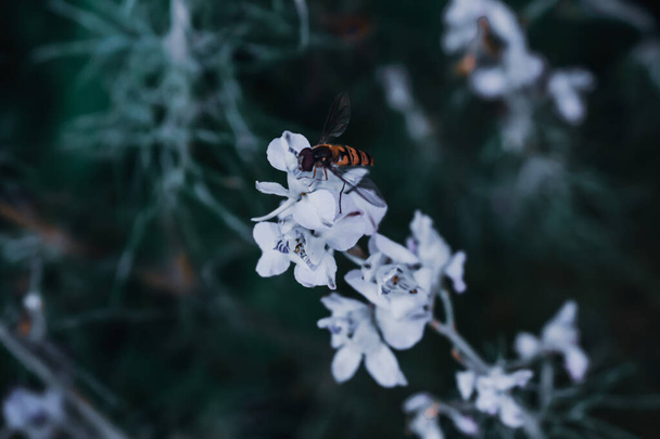 A selective focus shot of a bee on a Corundum flower - 写真・画像