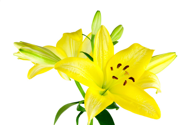 Желтые лилии изолированы
 - Фото, изображение