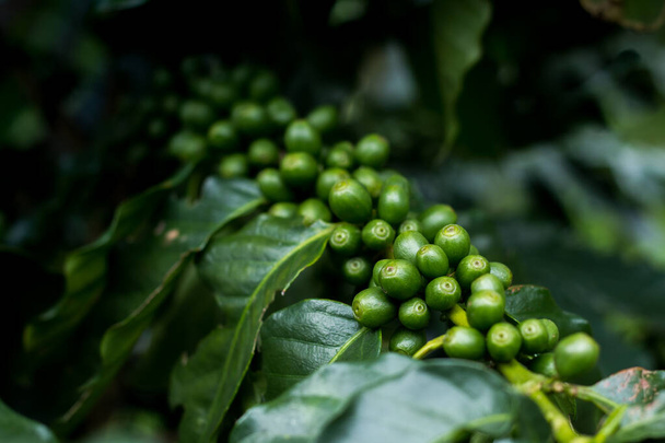 Ağaçtaki yeşil Arabika kahvesi meyveleri, kısa bir süre için yakın çekim yapar ve mevcut tarımsal hissiyatın altına girer ve seminer veya organik ürün paketlerinde belgede yararlı olabilir.. - Fotoğraf, Görsel