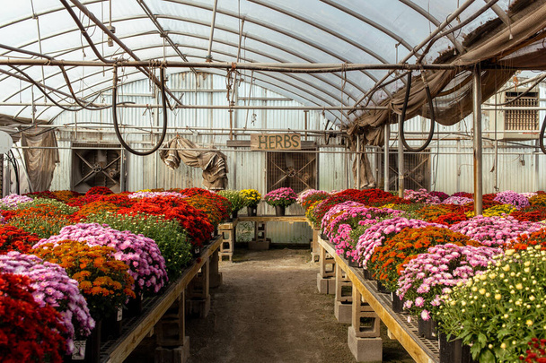 The beautiful and colorful flowers in the pots in the greenhouse - Fotó, kép
