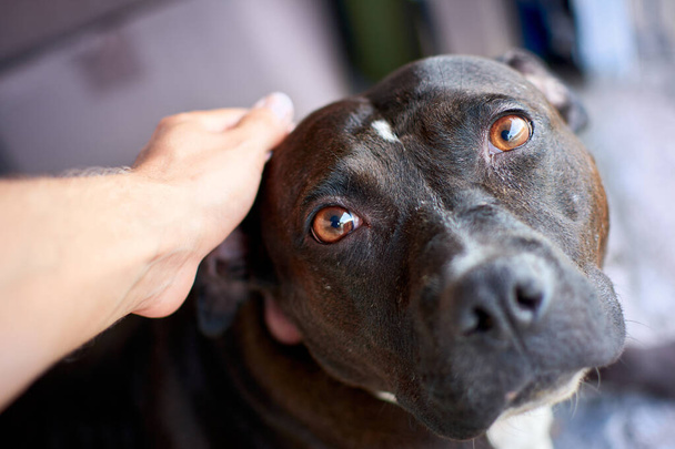 A closeup shot of a person petting a brown pitbull - Φωτογραφία, εικόνα