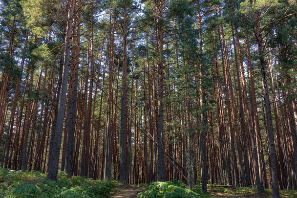 A closeup shot of trunks in a forest - Φωτογραφία, εικόνα
