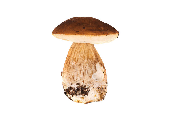 Porcini Champignon Isolé, gros plan de champignon comestible sur fond blanc - Photo, image