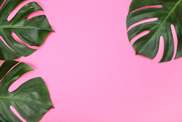 Green tropical monstera leafs on pink background - 写真・画像