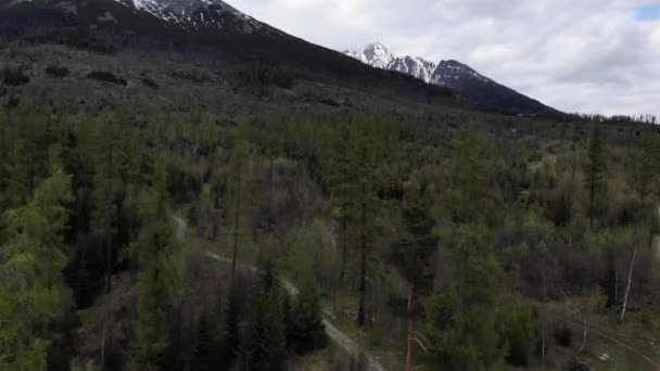 foresta e montagne vista dal drone - Filmati, video