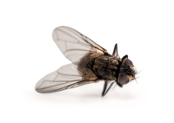 Dead Fly σπίτι μακροεντολή απομονώνονται σε λευκό φόντο - Φωτογραφία, εικόνα