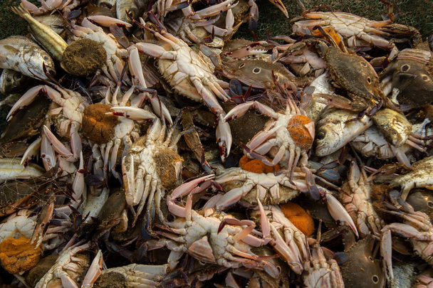 Ramo de cangrejos y peces agrupados por los pescadores después de la pesca - Foto, Imagen