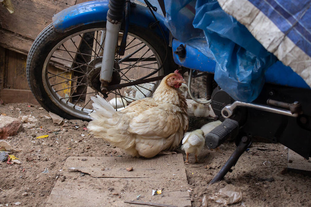 Uma galinha branca sentada sob uma bicicleta azul na rua - Foto, Imagem