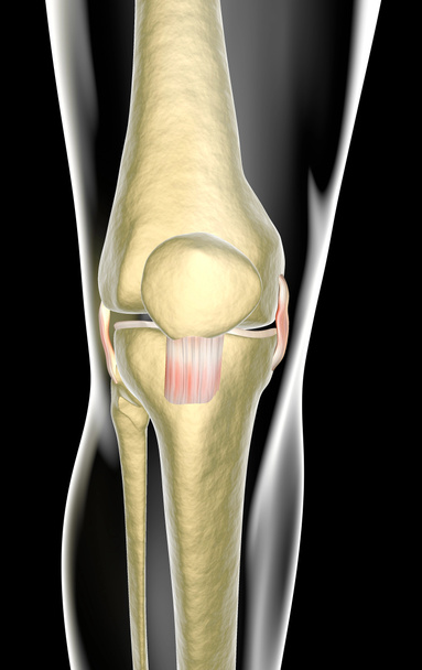 knie ligamenten, pezen, x-ray - Foto, afbeelding