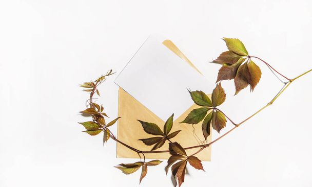 ramo di castagno con foglie e lettera isolata su sfondo bianco - Foto, immagini