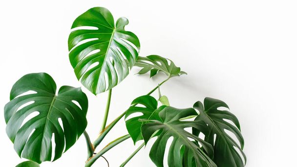 Monstera deliciosa or Swiss cheese plant on a white background. Monstera in a modern interior, the concept of minimalism and scandy style. A beautiful combination of colors: green and white. - Φωτογραφία, εικόνα