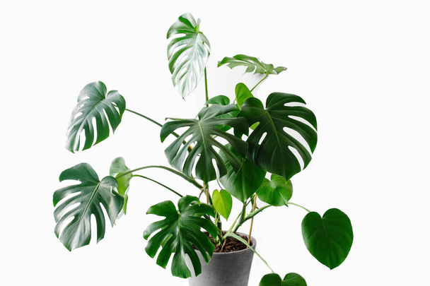 Monstera deliciosa or Swiss cheese plant on a white background. Monstera in a modern interior, the concept of minimalism and scandy style. A beautiful combination of colors: green and white. - Foto, immagini