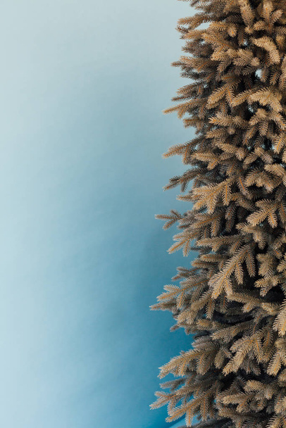 Πρωτοχρονιάτικη κάρτα ζωντανό δέντρο με διακοσμήσεις γιρλάντα - Φωτογραφία, εικόνα