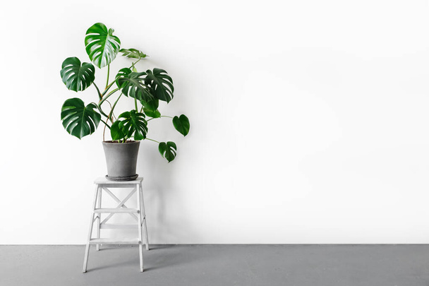 Monstera deliciosa or Swiss cheese plant in a gray concrete flower pot stands on a white pedestal on a white background. Hipster scandinavian style room interior. Empty white wall and copy space. - Photo, Image