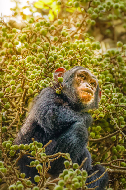 Ένας μικρός κοινός χιμπατζής (Pan troglodytes schweinfurtii) κάθεται σε ένα δέντρο τρώγοντας, Kibale Forest National Park, Rwenzori Mountains, Ουγκάντα. - Φωτογραφία, εικόνα