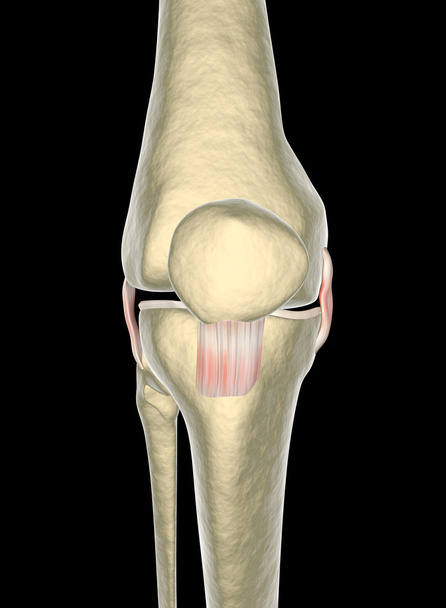 Legamenti del ginocchio, tendini, raggi X
 - Foto, immagini