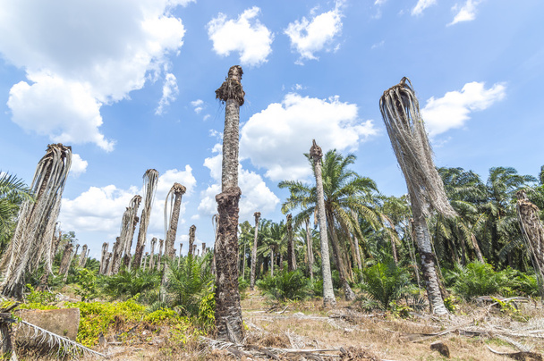 Replantación de palma aceitera
 - Foto, imagen