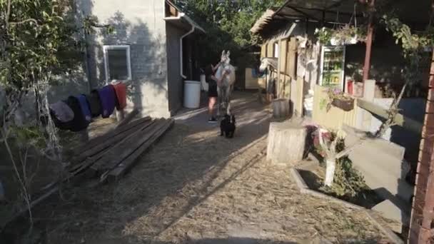 Een vrouw staat in de buurt van de stallen in een manege en strijkt een paard. - Video