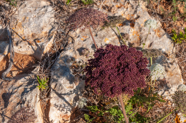 Plantas silvestres mediterráneas junto al mar Mediterráneo. Isla de Mallorca - Foto, Imagen