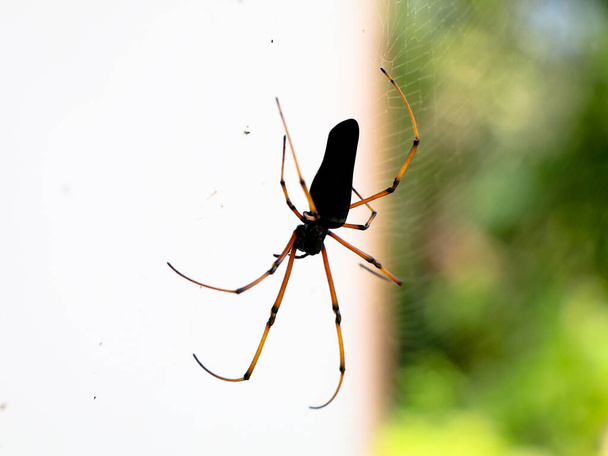 Черный окрашенный паук на белом фоне, крупным планом снимок - Фото, изображение