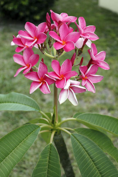 Plumeria Rosa Vibrante Flores
 - Foto, Imagen
