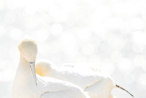 In soft light, two Northern Gannets heads welcome after landing. Nice bokeh in background. Soft light in high-key. - Photo, Image