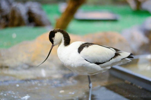 Ptak Recurvirostra avosetta. Zbliżenie strzału - Zdjęcie, obraz