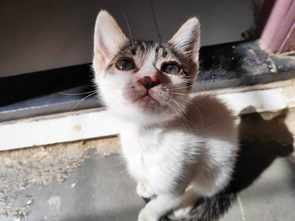 malé koťátko po koupeli na slunci s mokrými chlupy s krásným nosem a očima - Fotografie, Obrázek