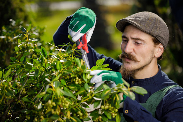 Jardinero masculino con bigote largo recortando y arreglando árboles en el jardín. Retrato recortado de granjero profesional en un día soleado en la horticultura - Foto, imagen