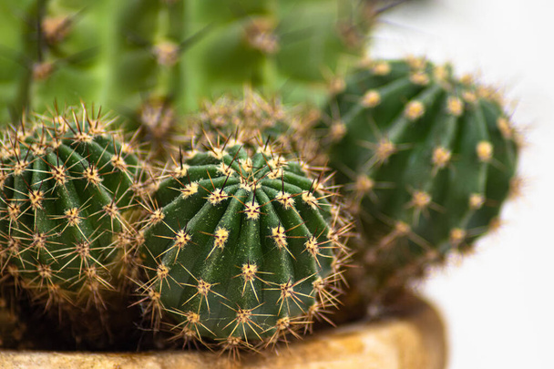 kaktusz fehér alapon - Fotó, kép
