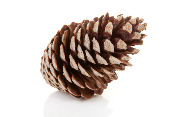 One pine cone - Фото, изображение