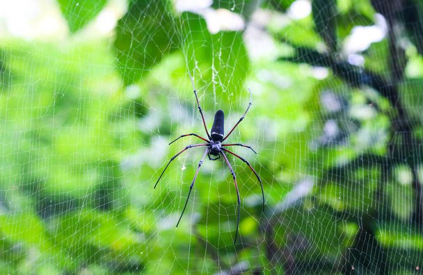 Pók ül a weben zöld háttérrel. Pók hálót készít. - Fotó, kép
