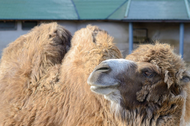 A shaggy, red camel in a stall. - Photo, image