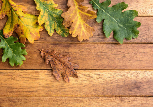 Hojas de roble sobre una mesa de madera con los diferentes colores y formas del otoño - Foto, imagen