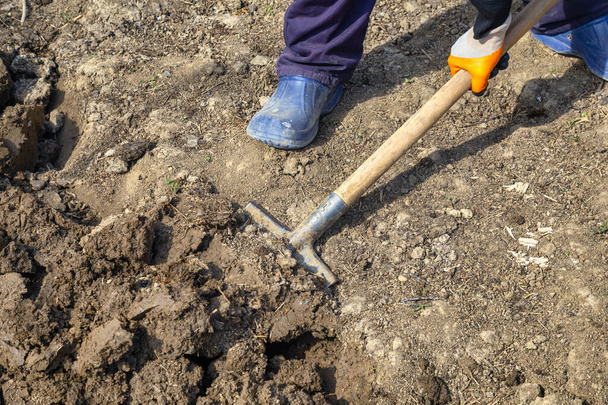El jardinero cava el suelo con una pala en el huerto. Preparación de huertos ecológicos para la siembra de verduras de primavera. - Foto, imagen