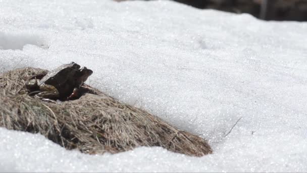 Rana temporaria, kurbağa, dağ kurbağası, çiftleşme, gölet, dere, dere, dağ, Gran Paradiso Ulusal Parkı, Cogne, Valle d 'Aosta, İtalya, insan yok, erkek, - Video, Çekim